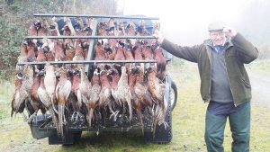 pheasant
