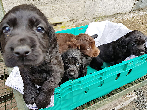 Preloved sales cocker spaniel